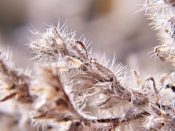 Close-up of plant against blurred background