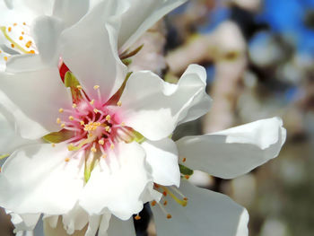 Close-up of white cherry blossoms