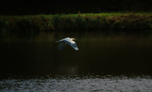 Gray bird over lake