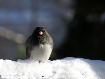 Junco bird sitting in the white snow of winter