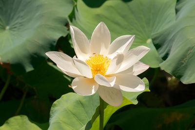 Close-up of white water lily