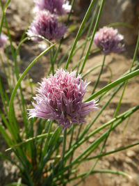 Close-up of pink flowers