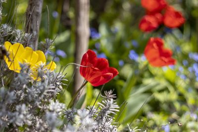 Close-up of red flowering plant in field