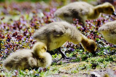 Close-up of ducklings on field