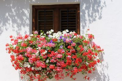 Close-up of flowers against house window