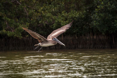 Spread wings flying female brown pelican pelecanus occidentalis at tigertail beach