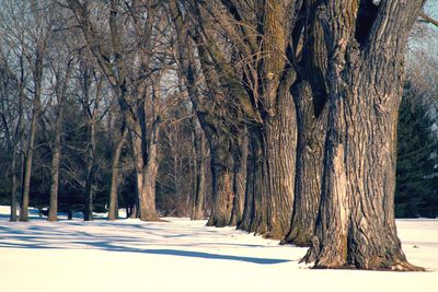 Trees in forest during winter