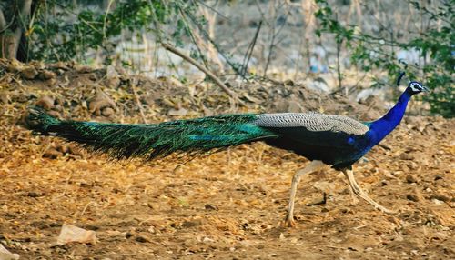 Side view of a peacock on field