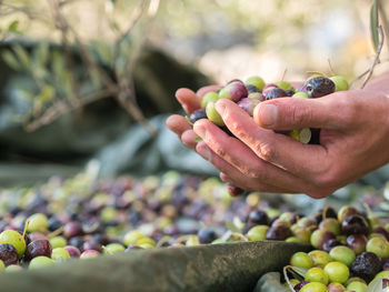 Close-up of hand holding grapes in vineyard