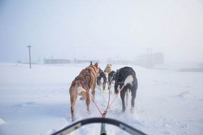 Dogs on snow covered land