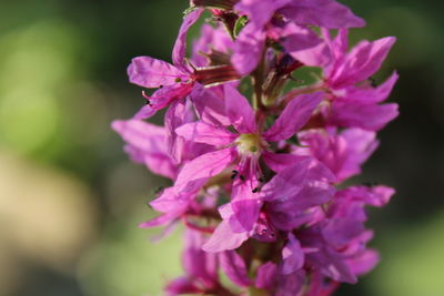 Close-up of pink flowering plant