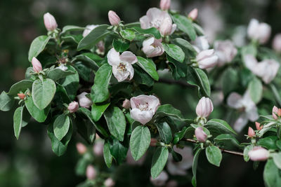 Close-up of fresh white flowering plants