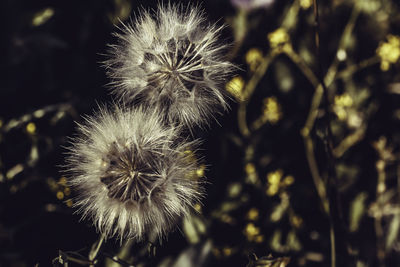 Close-up of dandelion