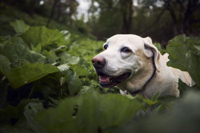 Close-up of a dog looking away