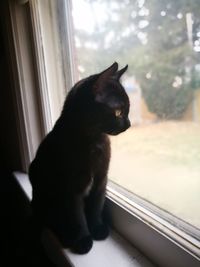 Cat sitting on window sill at home