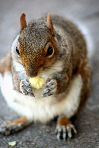 A squirrel at mudchute park in england. 