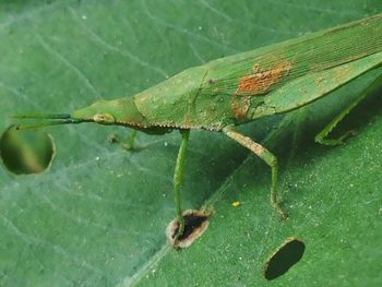 Close-up of insect on leaf
