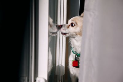 Close-up of chihuahua looking through window