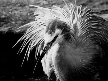 Close-up of bird