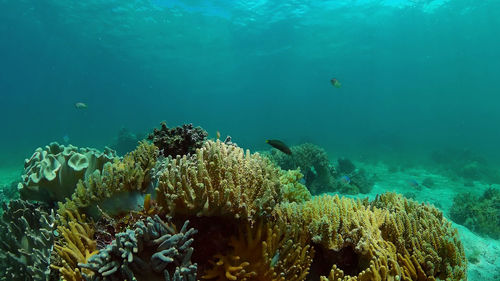 Fish swimming in sea