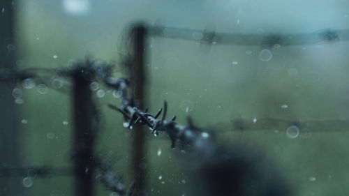 Close-up of barbed wire