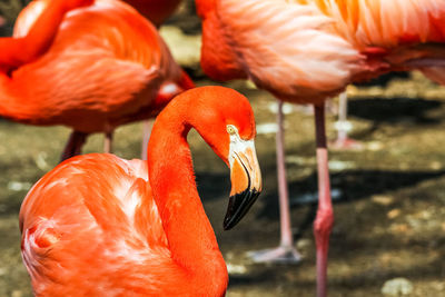 Close-up of birds