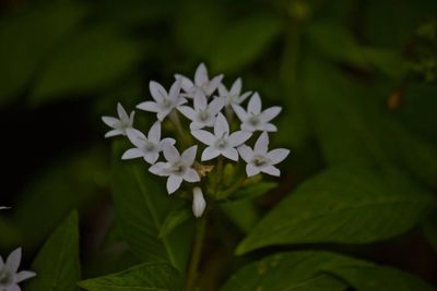 Close-up of white flowers blooming outdoors