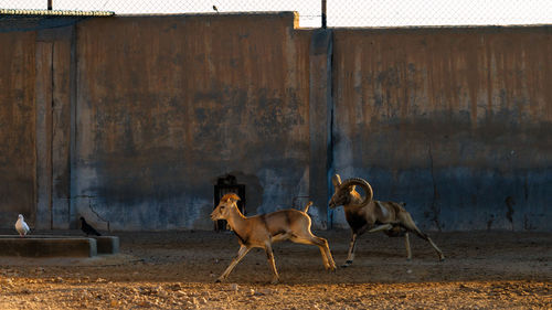 Mountain goats running on field