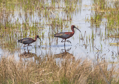 A pair of glossy ibis in a wetland pond in chincoteague national wildlife refuge in virginia