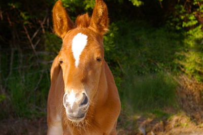 Portrait of a foal on field