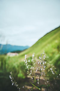 Close-up of flowering plant on field against sky