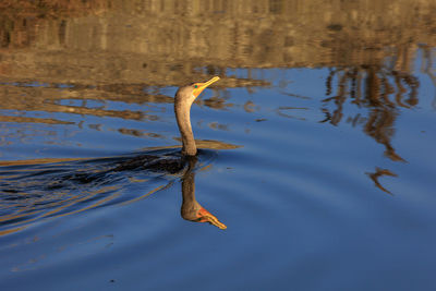 reflection