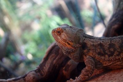 Close-up of a lizard on tree