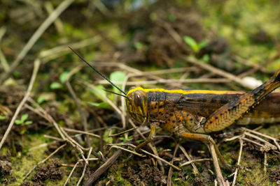 Close-up of insect on land
