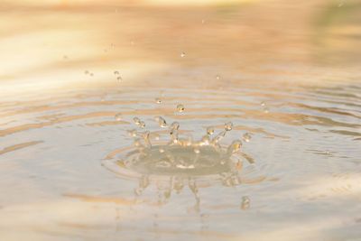 Close-up of splash crown in lake