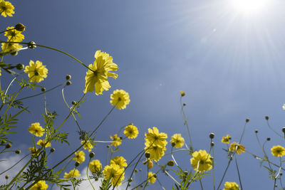 Low angle view of yellow flowering plants against sky