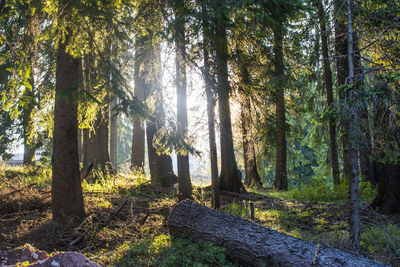 Sunlight streaming through trees in forest