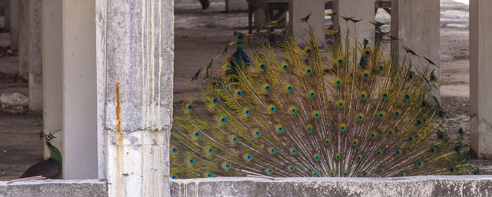 Close-up of metal fence against wall