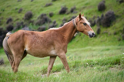 Horse standing in a field