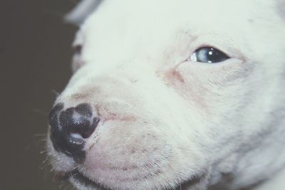 Close-up portrait of dog