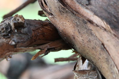 Close-up of rusty leaves on tree