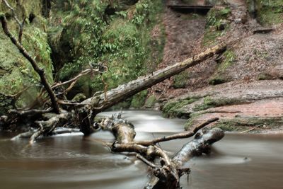 Close-up of tree branch against water