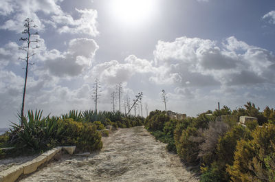 Scenic view of trees against sky