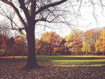 Trees in park