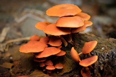 Close-up of orange mushroom growing on field