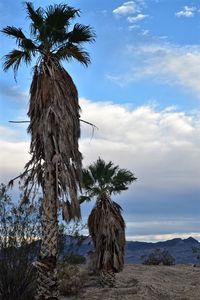 Palm tree against sky