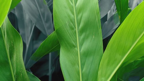 Close-up of plant growing on field