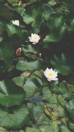 High angle view of flowering plant