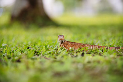 Close-up of an animal on grass