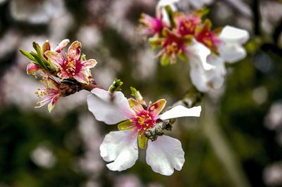 Close-up of pink cherry blossoms in spring